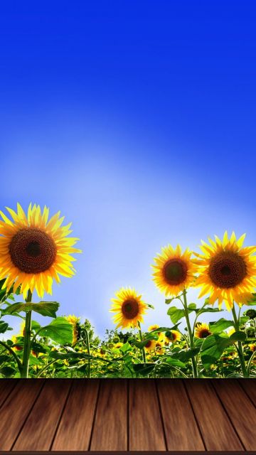 Sunflower Wallpaper, Sunflower, Yellow, Wallpaper PNG Image - Android / iPhone HD Wallpaper Background Download